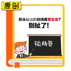 蝦頭扯出的白線是寄生蟲？別扯了！ (3)